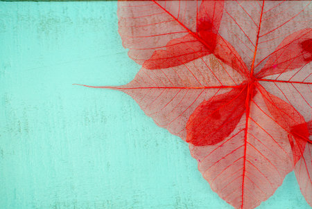 dried transparent red leaves on turquoise background