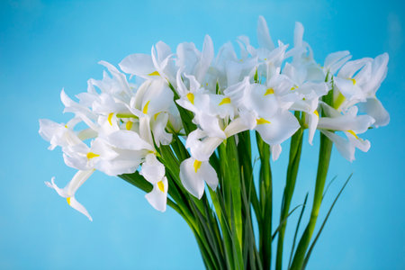 white irises in a bouquet on a bright blue background