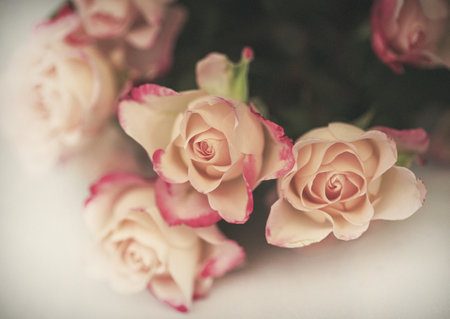 bouquet of tea roses close-up, holiday greetingsの写真素材