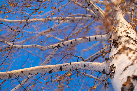the texture of the twigs, trunk of a birch on a background of blue sky in winterの写真素材
