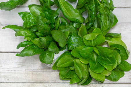 ecologically clean grown greens, different types of lettuce, spinach and arugula