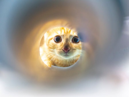 red kitten looking through a paper tube from a roll of paper