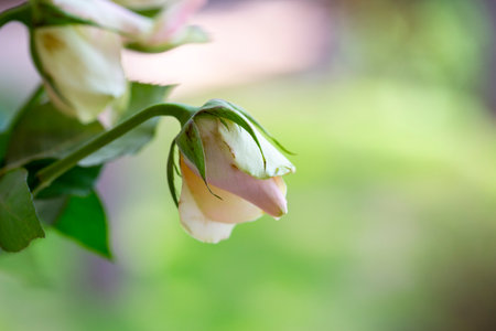 sluggish white roses, a symbol of fading beautyの写真素材