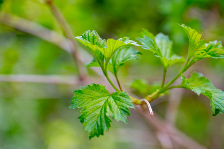 first spring leaves, swollen buds on trees