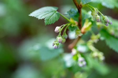 first spring leaves, swollen buds on treesの写真素材