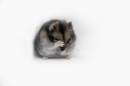 Syrian hamster close-up on white backgroundの写真素材