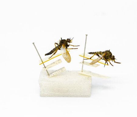 insects bees, flies, wasps in the entomological collection of insects. entomology , insects in high...