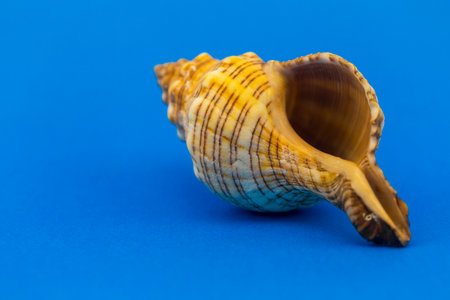 decorative seashells on blue background close-up
