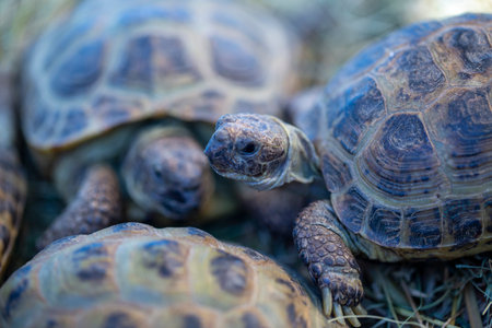 tortoises close up in turtle sanctuaryの写真素材