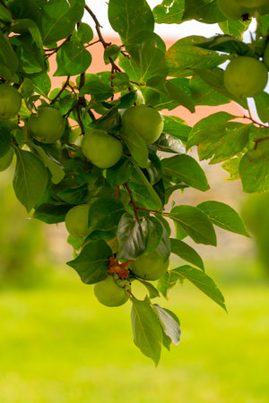 green persimmon on the tree. not ripe persimmonの写真素材 [40139162538 ...