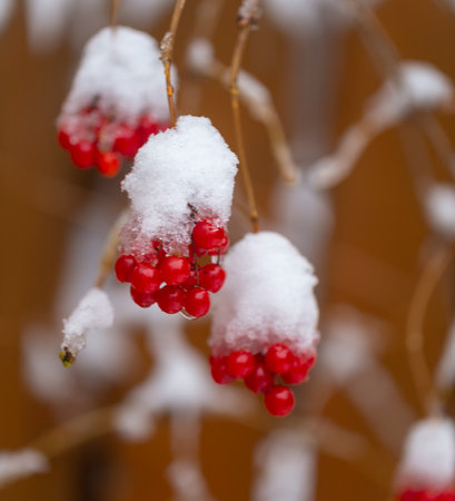 berry viburnum, frozen in the snow.  berry viburnum in the snowの写真素材
