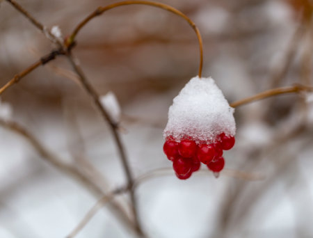 berry viburnum, frozen in the snow.  berry viburnum in the snowの写真素材