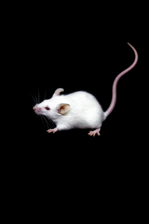 white mouse on black background close up. Curious mouseの写真素材