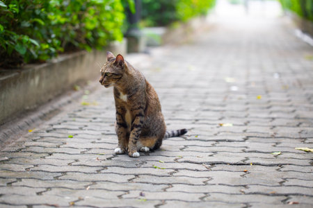 striped cat with yellow eyes walks along the path near the house in the summerの写真素材