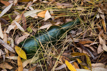 pollution of the environment. dirty broken bottles on the banks of the river on sand and grass. protection of natureの写真素材