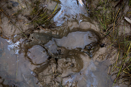 dirt. autumn mud, puddles, dirty ground.autumn