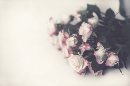 bouquet of white tea roses on a light background, congratulations on the holidayの写真素材