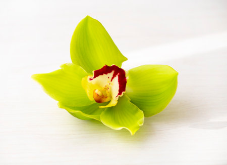 green Orchid flower close-up on a light backgroundの写真素材