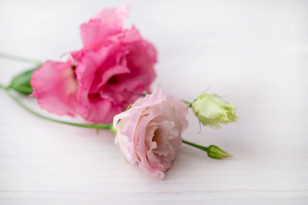 pale pink flowers on a light wooden background in the sunlightの写真素材