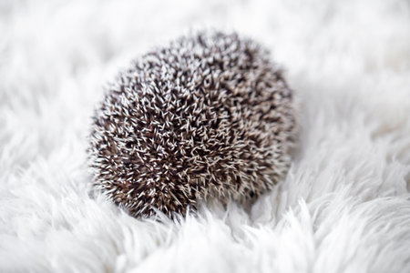 a small hedgehog lying on a white fur background in the morningの写真素材