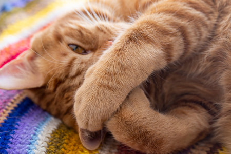 cat face, sleeping cat close-up. the red cat is asleepの写真素材