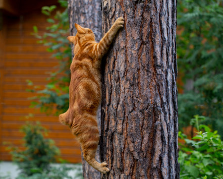 red cat climbs trees in the garden, jumping on a red cat treeの写真素材