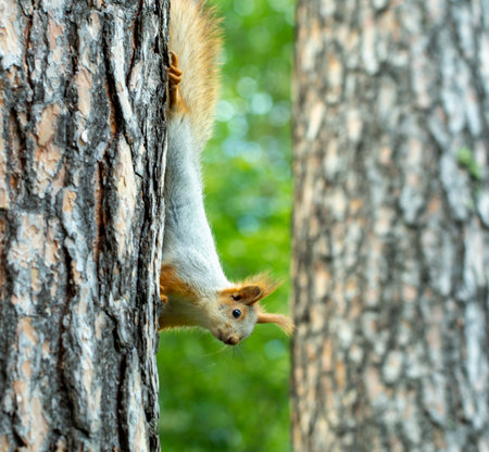 squirrel runs through the trees in the pine forest in search of food, in early springの写真素材