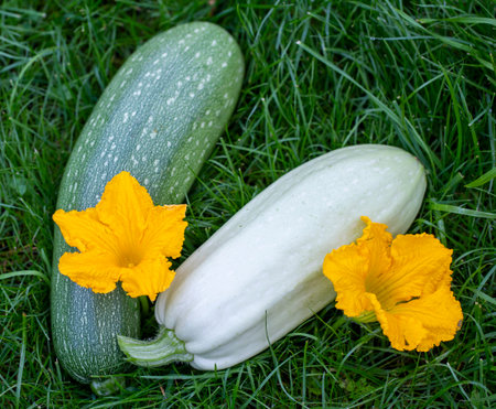 organic vegetables zucchini on the green grass in the gardenの写真素材