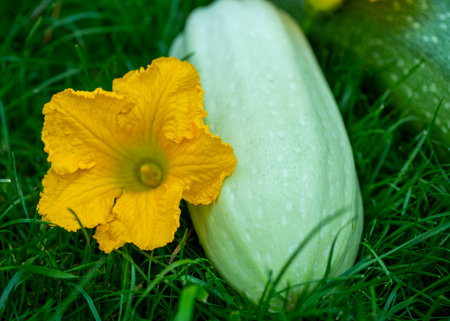 organic vegetables zucchini on the green grass in the gardenの写真素材