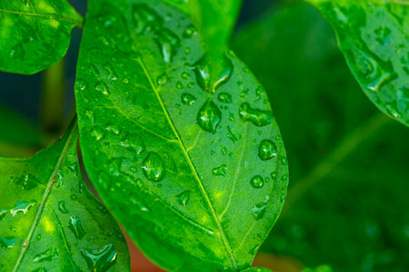 drops on green leaves after rain in summer
