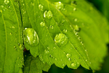 drops on green leaves after rain in summer