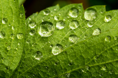drops on green leaves after rain in summer