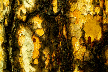 texture of pine wood in brown tones close upの写真素材