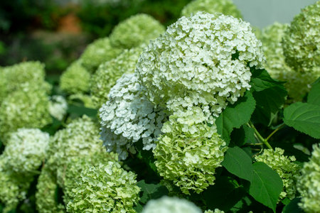 garden hydrangea flowers close up in the garden