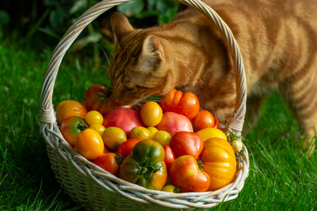 cat sitting with a basket of ripe tomatoes in the garden in early autumnの写真素材