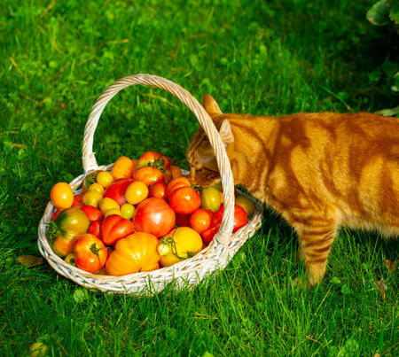 cat sitting with a basket of ripe tomatoes in the garden in early autumnの写真素材