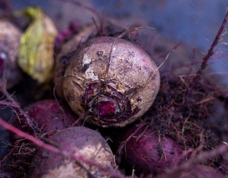 fresh beets in the garden with soil and tops close-up