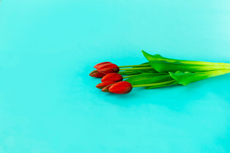 red tulips in a bouquet on a blue solid background close-upの写真素材