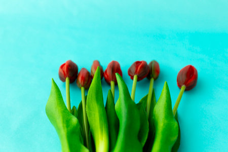red tulips in a bouquet on a blue solid background close-upの写真素材