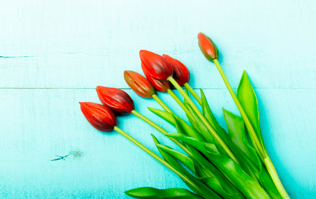 red tulips on a wooden turquoise background with a place for the inscription, close-upの写真素材