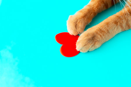a red cat's paw with a red heart on a blue background, a symbol of loveの写真素材