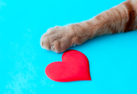 a red cat's paw with a red heart on a blue background, a symbol of loveの写真素材