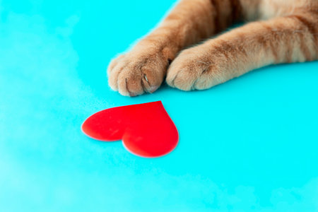 a red cat's paw with a red heart on a blue background, a symbol of loveの写真素材