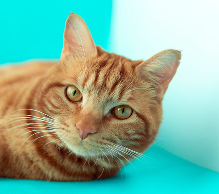 red cat face close-up on a blue background, cat face
