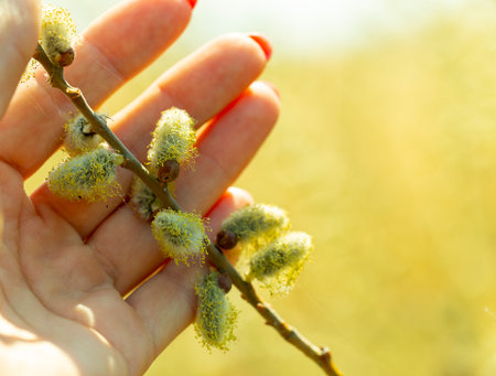 flowering willow branches in hand, early spring, close-upの写真素材