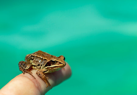 caught wild frog in a human hand, close-upの写真素材