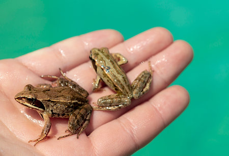 caught wild frog in a human hand, close-up