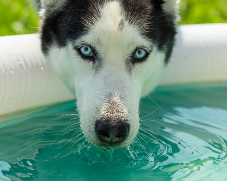 dog, husky breed playing drinking water, close-upの写真素材
