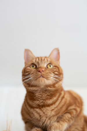 red cat climbed on the cabinet, bottom view, close-upの写真素材