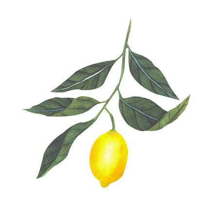 Hand drawn watercolor illustration of branch with lemonの写真素材